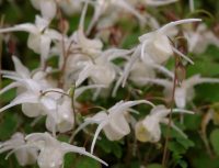 Creamy white flowers and brown speckled green foliage